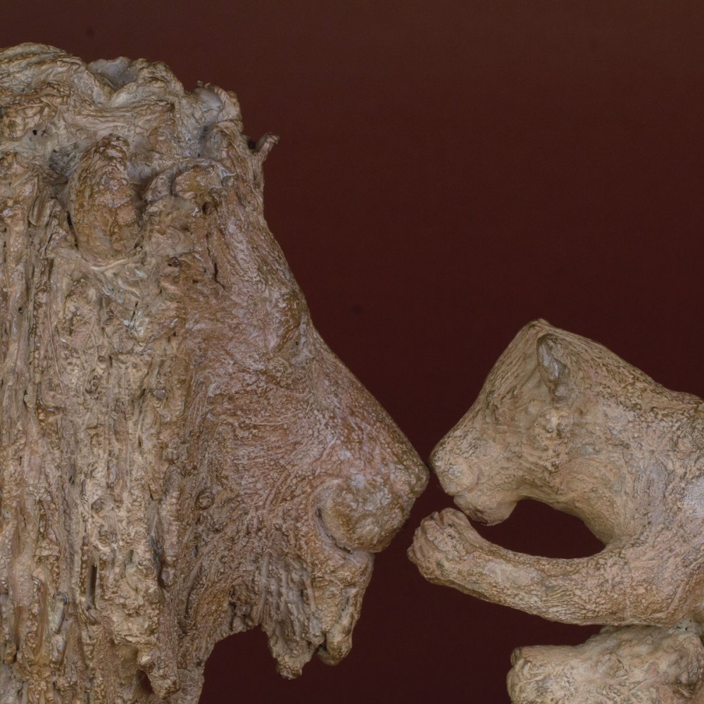 Détails de la sculpture bronze Lion et deux lionceaux, statue animalière lion de Sophie Verger